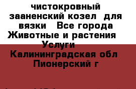 чистокровный зааненский козел  для вязки - Все города Животные и растения » Услуги   . Калининградская обл.,Пионерский г.